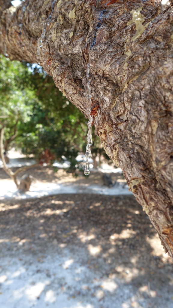 Masticha: pryskyřice pocházející z ostrova Chios